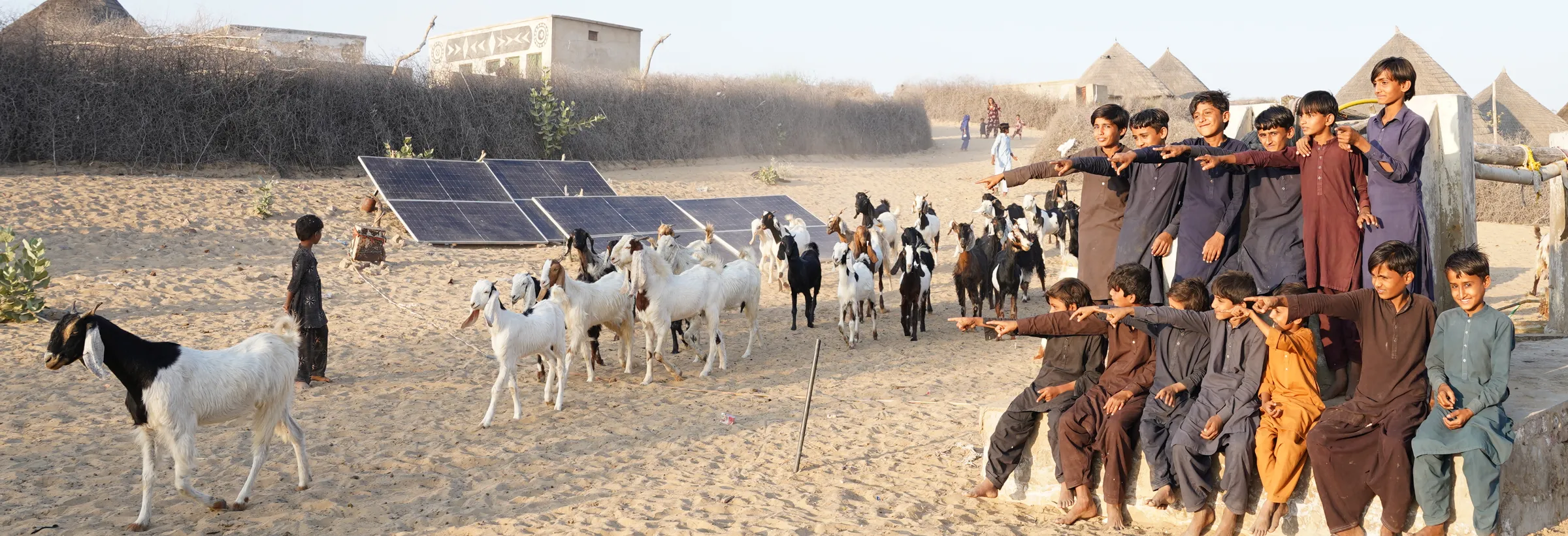 Goats crossing a Thar village beside a solar array while a row of boys point them out