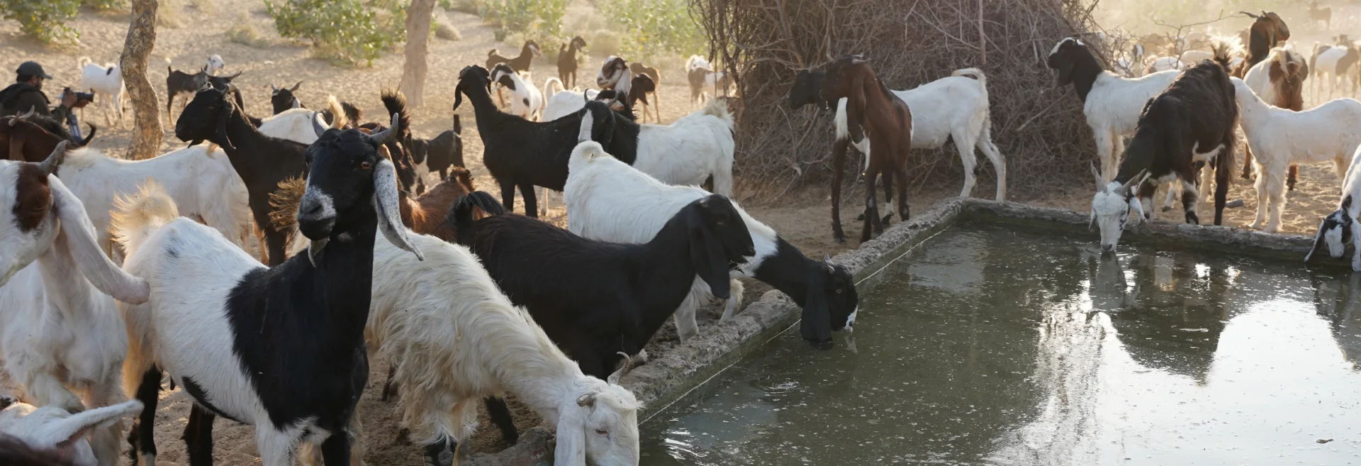 A mixed herd drinking at a village water trough in the Thar desert