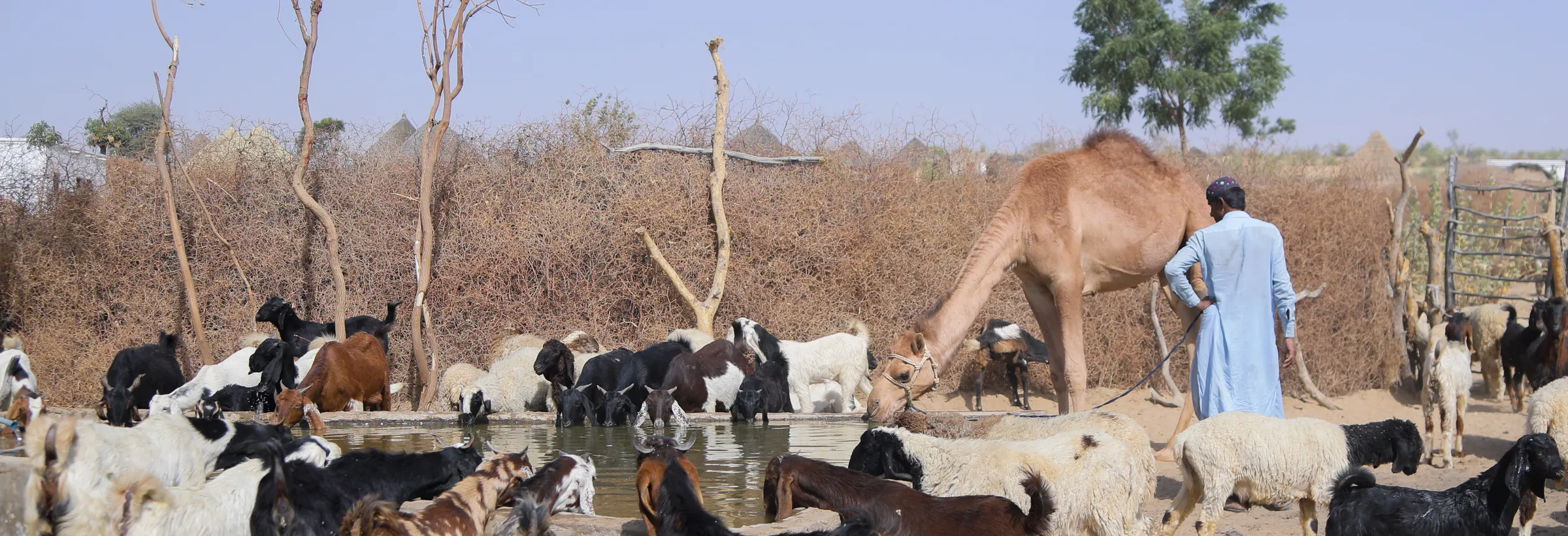 A herder leading a camel past goats drinking at a village pond in Thar