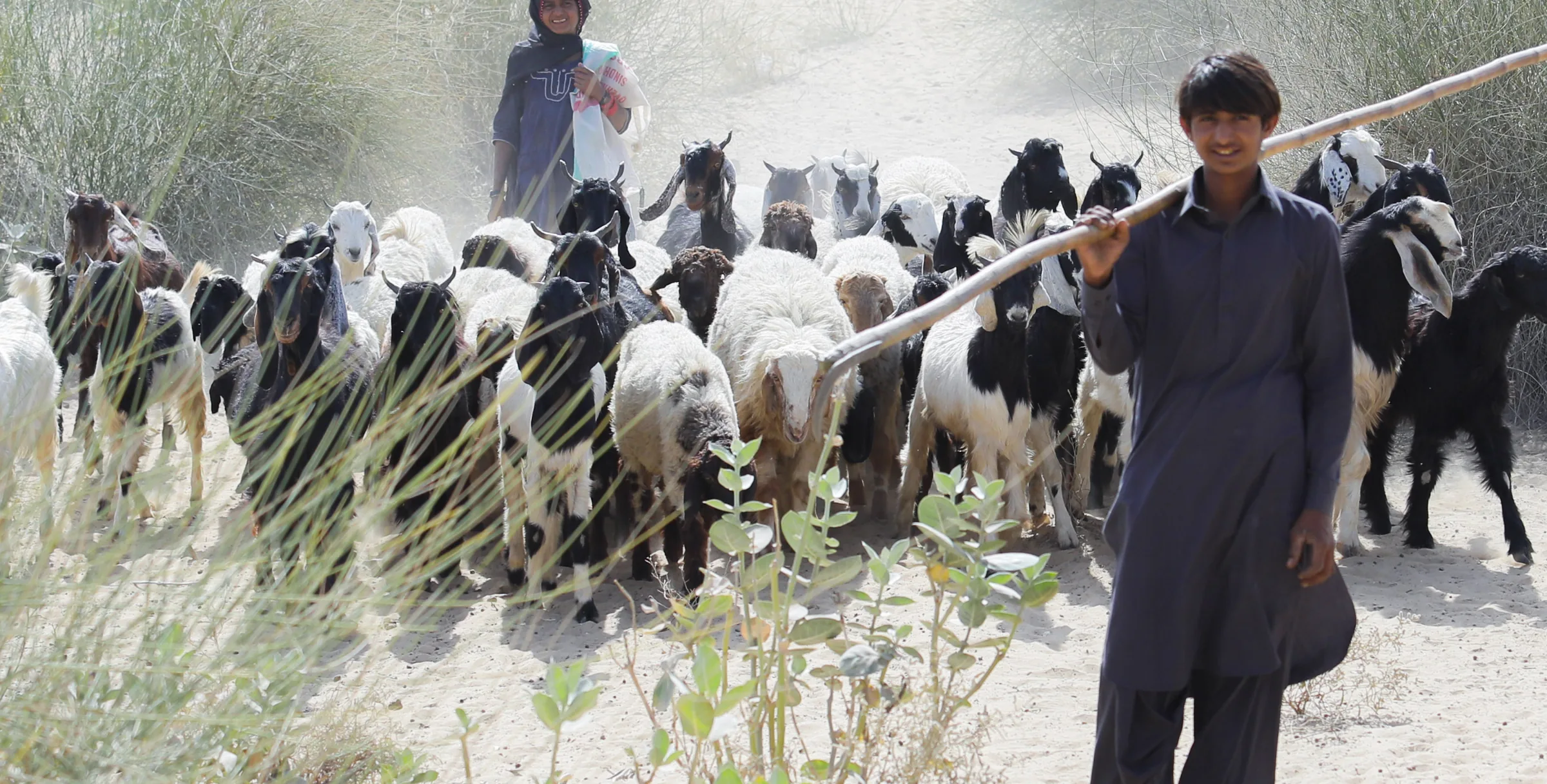 A herder moving a flock of goats across the Thar landscape