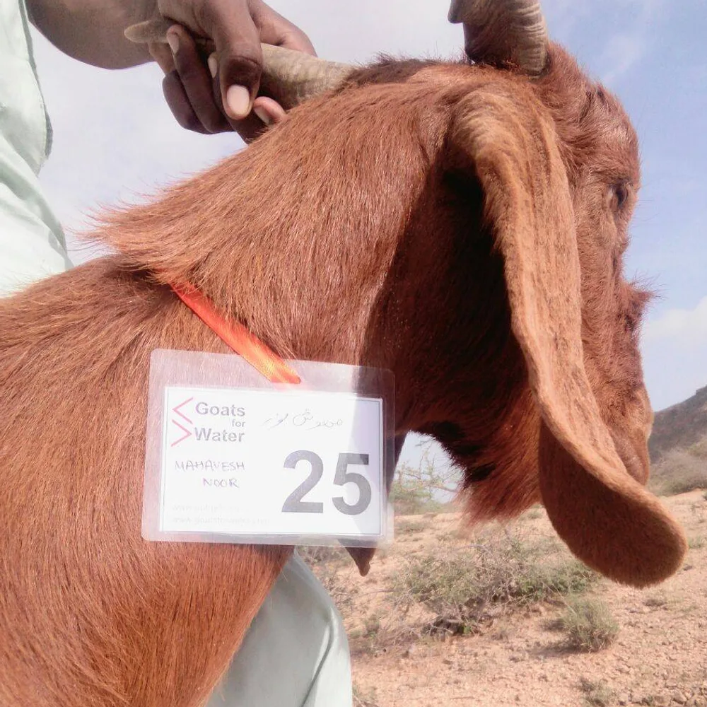 A tagged goat with an UpTrade ear tag numbered 25